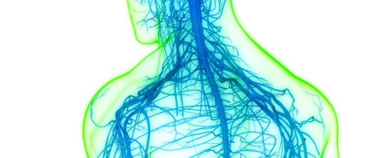 Vector of the Human nervous system in blue and green on a white background